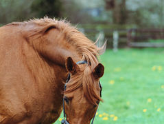 Victoires pour Al Mamun Monlau & Al Mourtajez