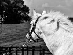 Serie of victories for our stallions