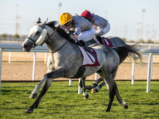Collection of double for our homebreds and stallions