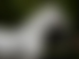 G1 1-2-3 pour nos étalons