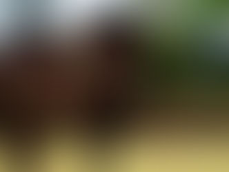 Nouvelle collection de victoires pour nos étalons