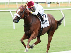 4 blacktype en 1 semaine pour Toronado