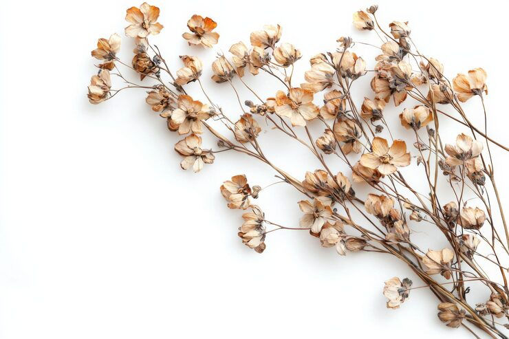 elegante-fundo-floral-seco-criado-com-ia-gerativa_115122-145269.jpg