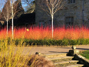 Lets celebrate the Winter Garden!