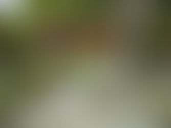 Home Building: Garden trends in 2025 include big, blousy blooms, climate-friendly planting and spaces that evoke a feeling of wellness