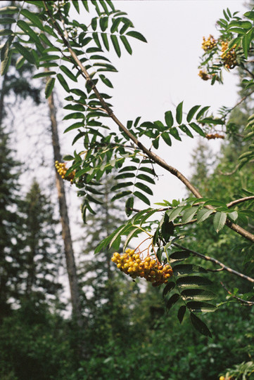 Luccock Camp, MT