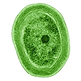Kyaw Thu Htet imagines the logo of his website with the outline of cyanobacteria as the quite trust generator in ecosystem  