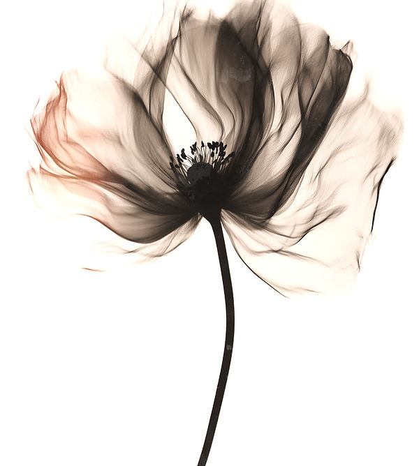 yuvalna_artistic_motion_blurred_black_and_white_flower_photo_--_430695a1-0ea5-41b6-8ff3-ed