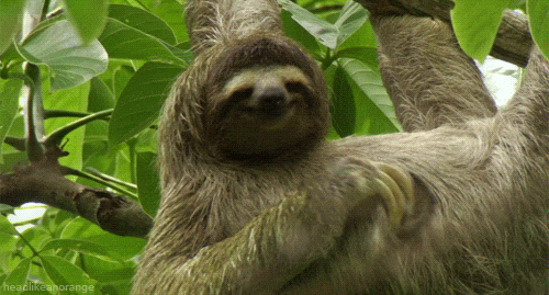 Sloth Hanging GIF.gif