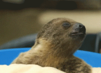eat nom nom GIF by San Diego Zoo.gif