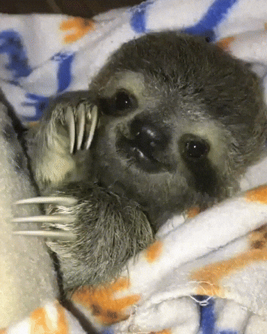 Baby sloth.gif