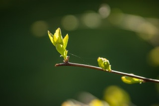 bud-272094.jpeg