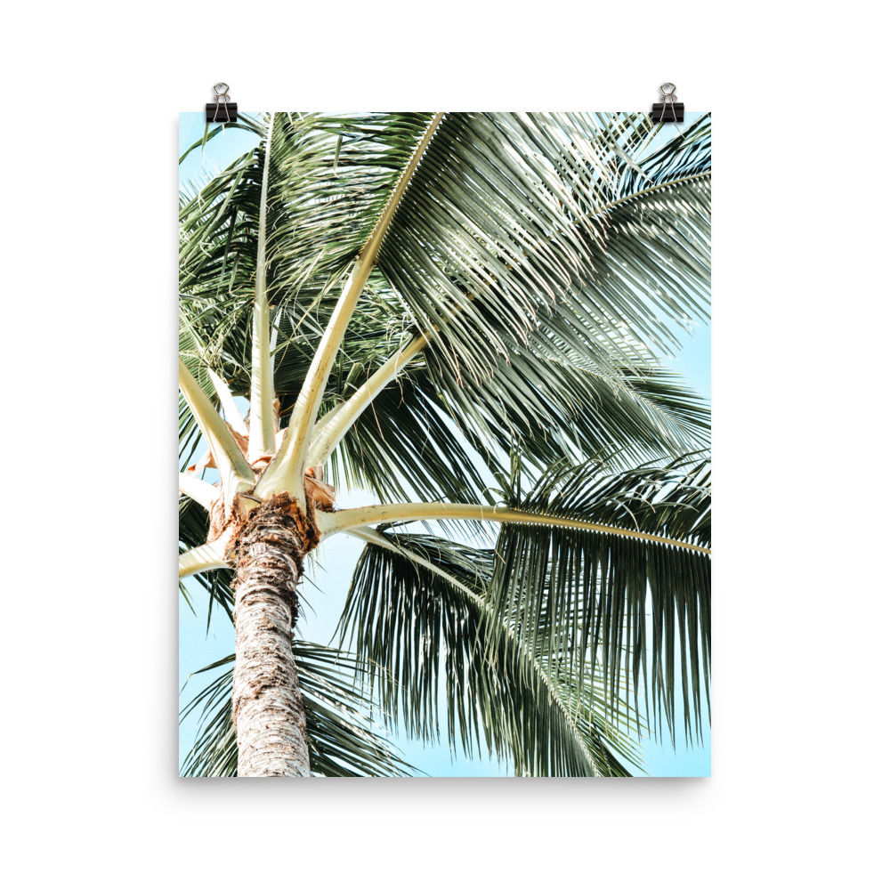 Kauai Palm 16x20" Print