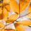 Thumbnail: Golden Leaves