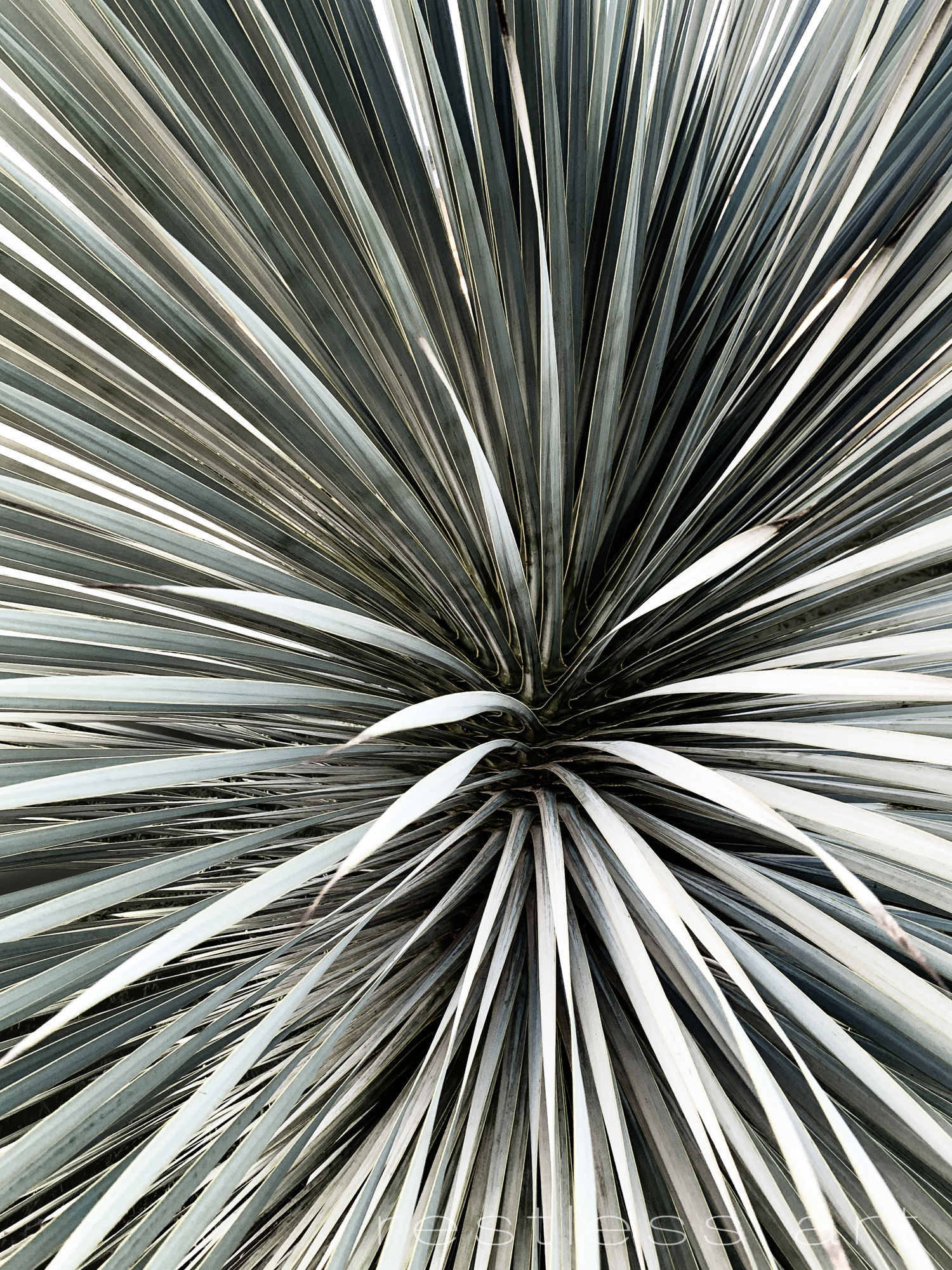 Silver Yucca
