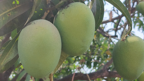 Cyclone's Legacy: Shifting Mango Seasons in Konkan Maharashtra