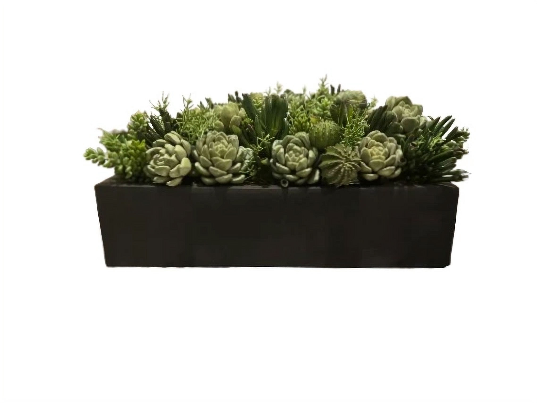 Carlo Succulent Garden