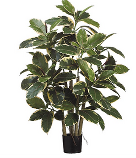 _cfimg2626723830419396248_edited_edited.