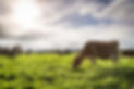 Cows in the field - a focus on sustainability