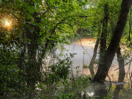 The Beauty of Stillness: Embracing Patience in Nature Photography