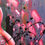 Thumbnail: 24-36 Pink Lady - Original Painting