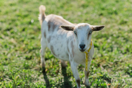 A Quick Guide to Kidding on The Hill: Part II