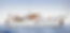 Boat trip Mallorca event big group unique experience.png