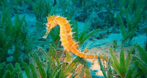 Seahorse El toro Malgrats Snorkling boat rent.jpg