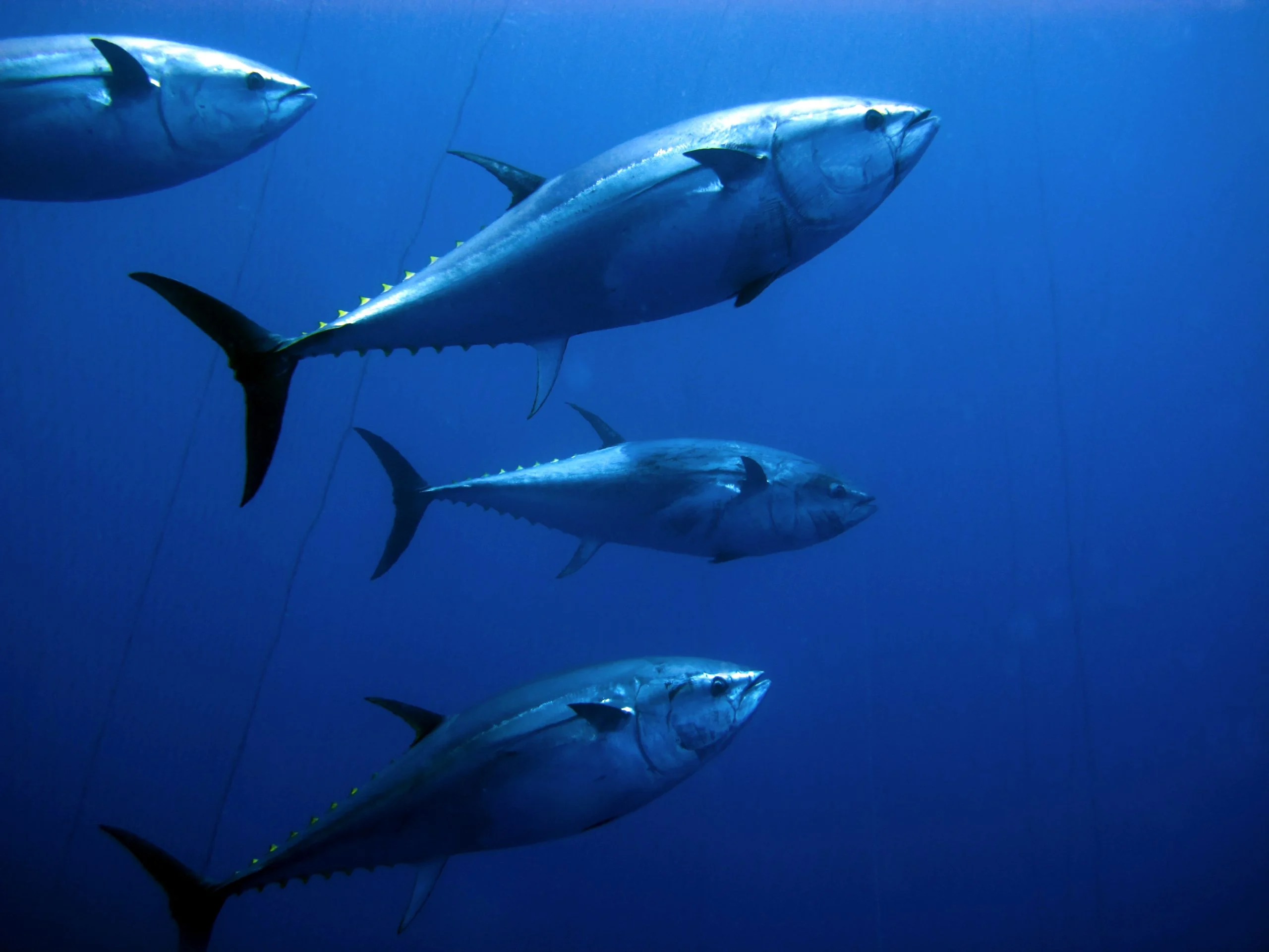 Atlantic blue fin Tuna Sail boat Palma Adriano.webp