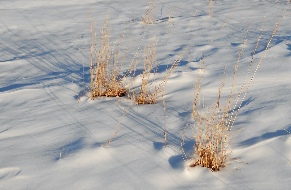 grass in snow.jpeg