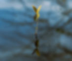 reflection of a plant growing out of water in Northwest Indiana