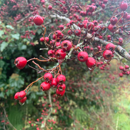 autumn
