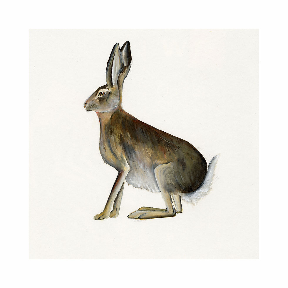 Irish Hare fine art print