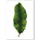 Thumbnail: Musa Acuminata art print
