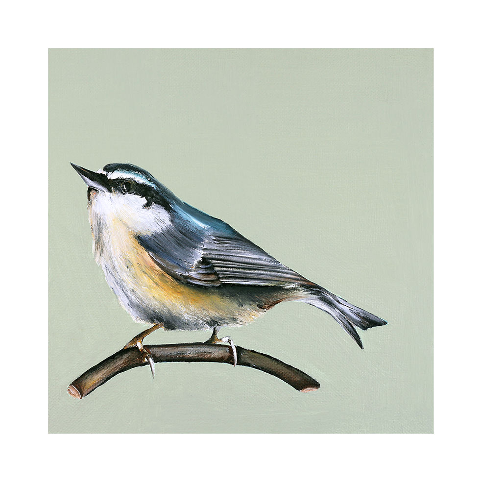 Nuthatch fine art print