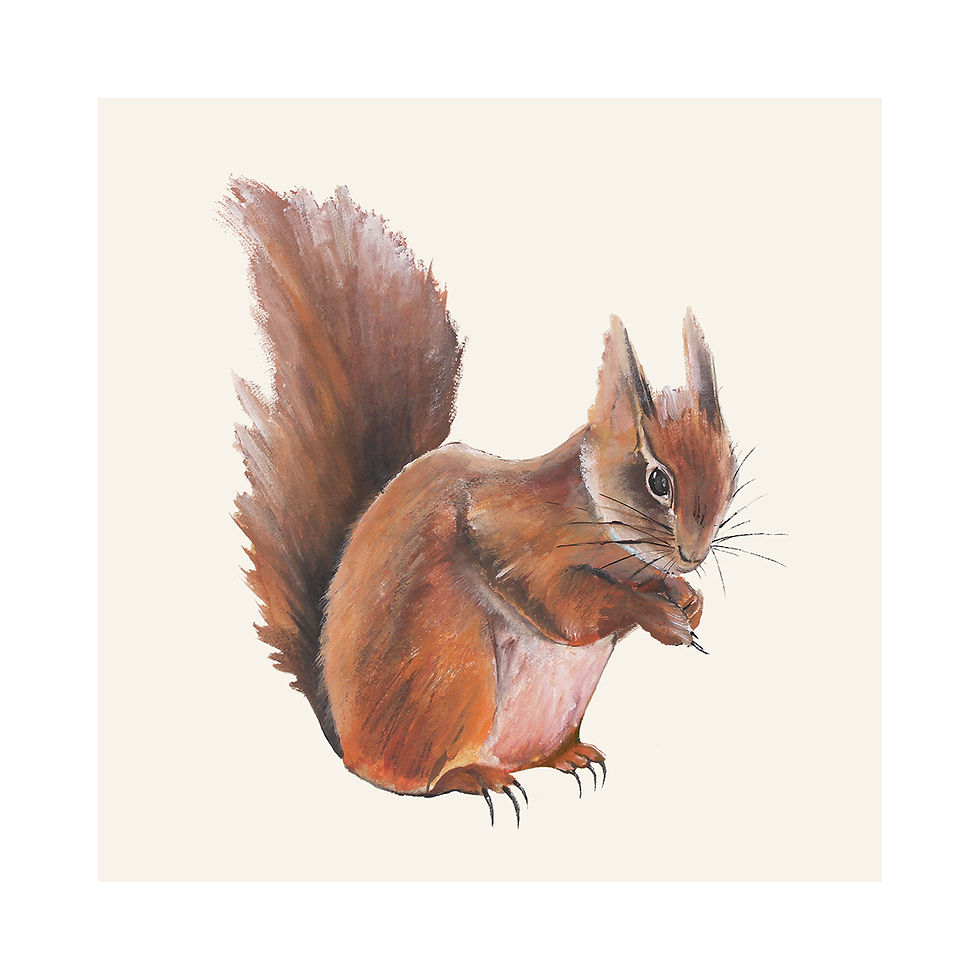 Squirrel fine art print