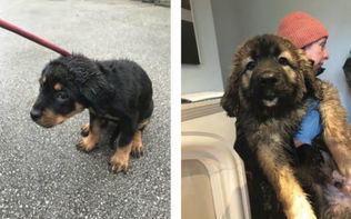 Dogs, pups and parrot found living in squalid conditions at Yorkshire property