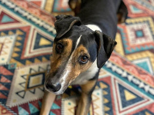 Rural Homes Required for ‘Pawsome’ Rescue Dogs