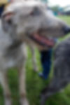 celtic_canines1