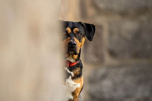 Neugieriger Hund versteckt sich hinter Mauer, KoerbiUndCo