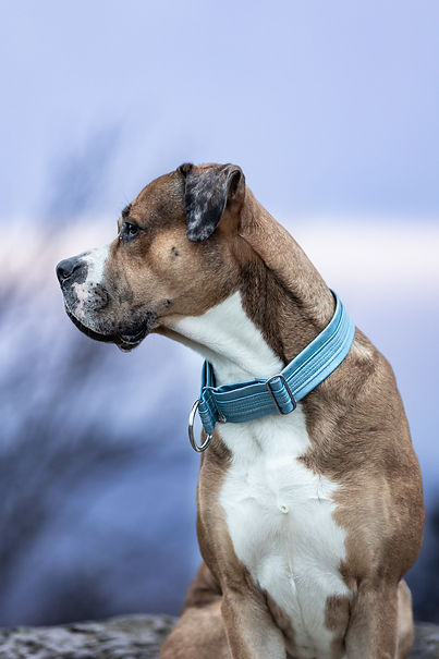 Brauner Boxer-Hund mit blauem Halsband