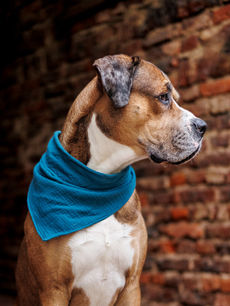 Thor mit einem Musselinbandana in Petrol