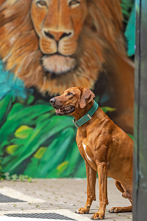 Rhodesian Ridgeback vor Löwen-Wandmalerei