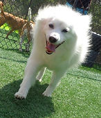 Bailey