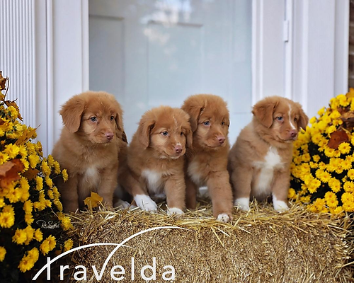 Four Nova Scotia Duck Tolling Retriever puppies sit between yellow flowers.
