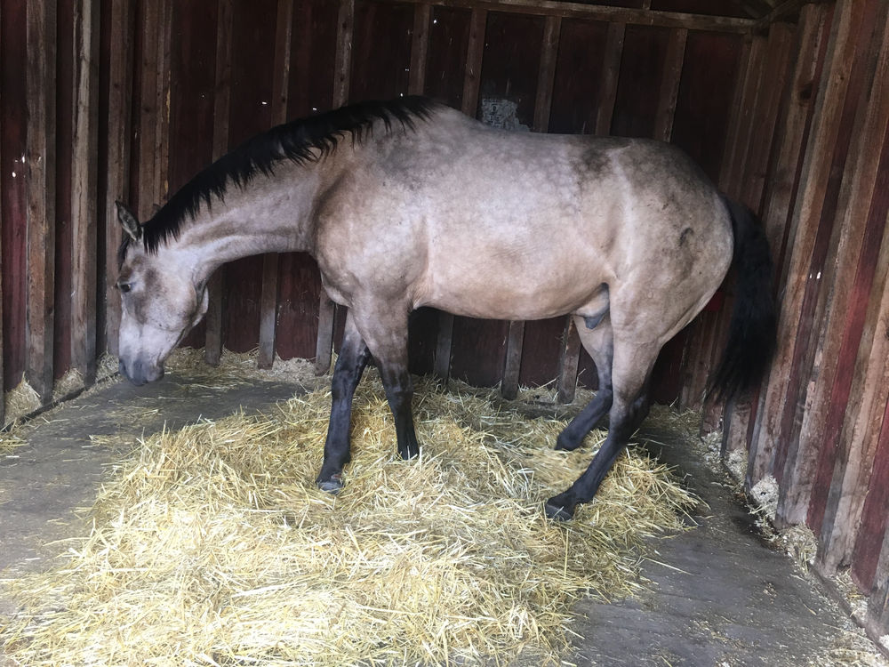 Is Your Horse Depressed?