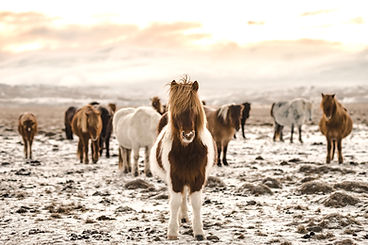 Wild%20Horses_edited.jpg