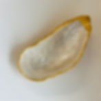 Elegant gold-rimmed oyster shell dish