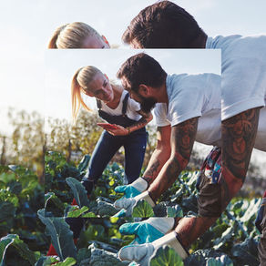 What are Carbon-Neutral Farms and What Do They Mean in Terms of Sustainability?