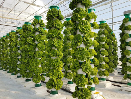 Vertical Farming in Schools 